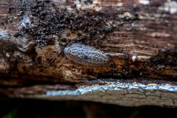 Insect photographed in Linhares, North of Espirito Santo. Southeast of Brazil. Atlantic Forest Biome. Picture made in 2018.