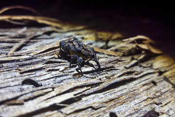 Beetle photographed in Linhares, North of Espirito Santo. Southeast of Brazil. Atlantic Forest Biome. Picture made in 2018.