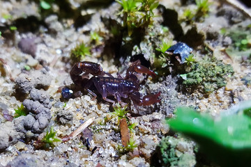 Scorpion photographed in Linhares, North of Espirito Santo. Southeast of Brazil. Atlantic Forest Biome. Picture made in 2018.