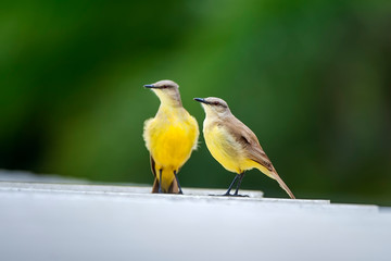 Cattle Tyrant photographed in Linhares, North of Espirito Santo. Southeast of Brazil. Atlantic Forest Biome. Picture made in 2018.
