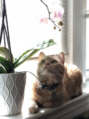 cat on the window sill with a plant