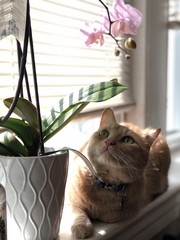 cat in a window with a plant