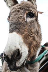 Fototapeta premium Burro.