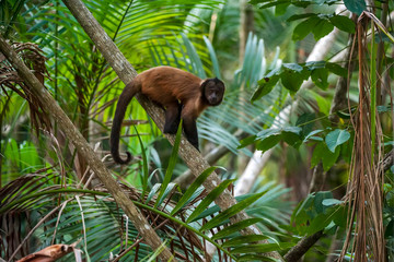 Crested capuchin photographed in Linhares, North of Espirito Santo. Southeast of Brazil. Atlantic...