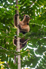 Southern tamandua photographed in Linhares, North of Espirito Santo. Southeast of Brazil. Atlantic Forest Biome. Picture made in 2018.