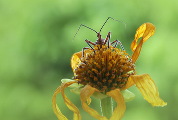 Bug and Flower