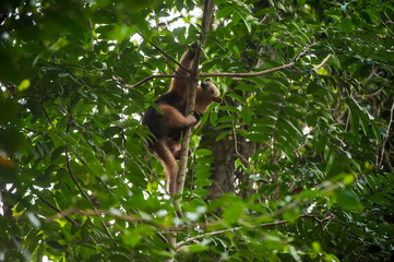 Southern tamandua photographed in Linhares, North of Espirito Santo. Southeast of Brazil. Atlantic Forest Biome. Picture made in 2018.