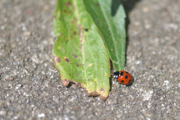 道端を歩いていたナナホシテントウ