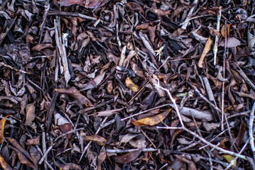 Plant litter photographed in Linhares, North of Espirito Santo. Southeast of Brazil. Atlantic Forest Biome. Picture made in 2018.
