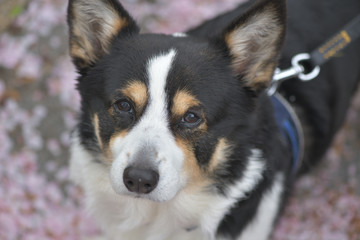 桜の絨毯の上の黒コーギー無表情