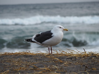 Obraz premium OLYMPUS DIGITAL CAMERA