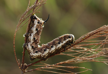 Big Caterpillar