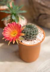 Close-up of a large orange cactus flower. Single succulent cactus (cacti) with green round shape in a small brown flowerpot for room decor.