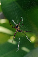 spider on a web