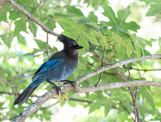 Blue Jay sitting on a branch