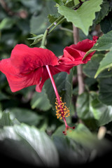 red hibiscus flower