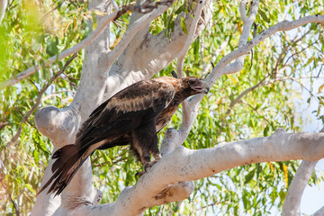 Wedge-tailed Eagle perched in Eucalypt tree