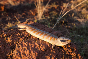 Centralian Blue-tongue lizard basking in sunlight