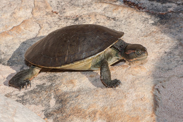 Northern Red-faced Turtle on land