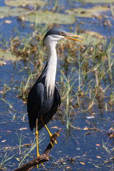 Fototapeta premium Pied Heron perched on tree branch