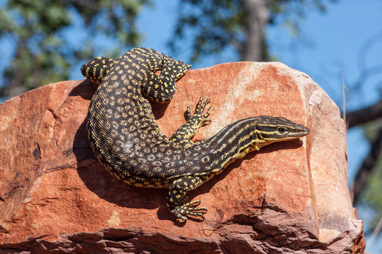Ridge or Spiny-tailed Monitor on rock face