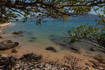 trees on the beach in ilhabela brazil