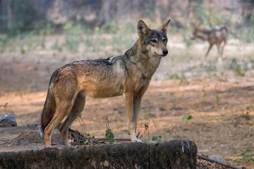 an indian wolf (Canis lupus pallipes)stands on the rock, which is is a subspecies of grey wolf that ranges from Southwest Asia to the Indian Subcontinent.