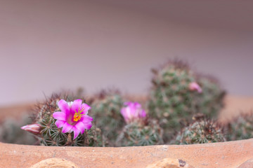 Cactus or Mammillaria scrippsiana with purple flower bloom in pot.