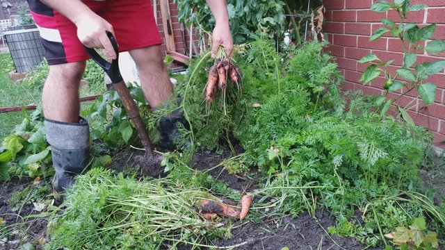 Home gardening - Man in boots and red shorts harvesting his own grown carrots by pulling root out from soil by hand.