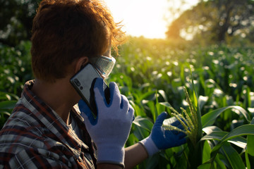 Gardeners check the corn plant in organic farm.