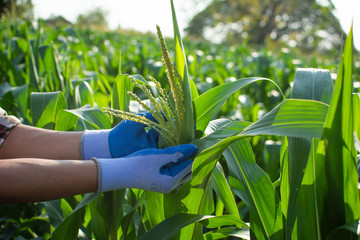 Gardeners check the corn plant in organic farm.