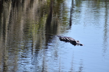 Alligator 