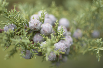 Close-up of cypress fruit