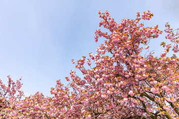 飛鳥山公園の里桜