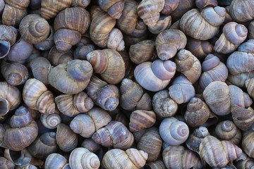 A bunch of huge grape snails grey shells, top view, background