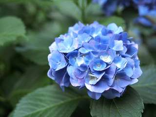 日本の東京都王子の飛鳥山で咲く　紫陽花の青色の花