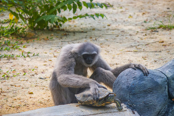 a Silvery gibbon plays with a Red-Eared Slider.
It is a primate in the gibbon family Hylobatidae. It is endemic to the Indonesian island of Java, where it inhabits undisturbed rainforests.
