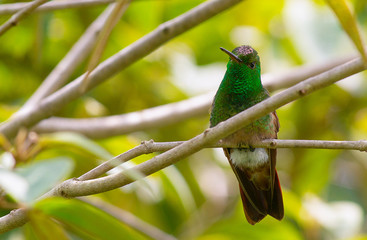 Hummingbird posed in a three