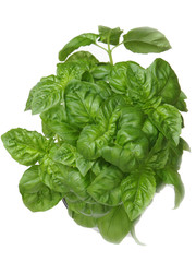 Fresh basil in a pot
