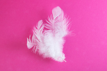 White feathers are isolated on a white background. The concept of softness, tenderness, care. Copy space
