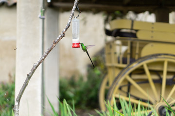 Close up to a green hummingbird drinking water on bird waterer with a flying bee and yellow artesanal car background