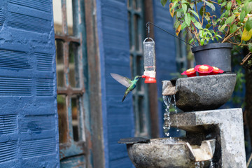 Close up to a green hummingbird drinking water on bird waterer with a flying bee and blue background