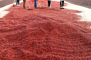 Coffee beans drying in the sun. Coffee plantations at coffee farm