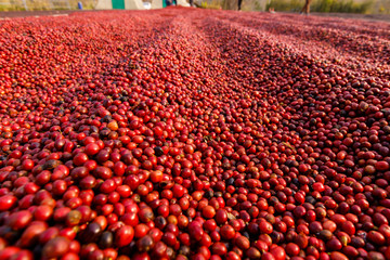 Fototapeta premium Coffee beans drying in the sun. Coffee plantations at coffee farm