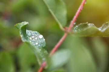 Green Leaf with dew drops. Selective focus.
