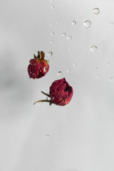 rose with drops on grey background