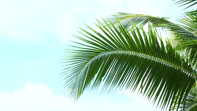 tropical coconut palm leaves blown by the wind