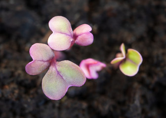 Turnip seedlings just sprouted. (Brassica rapa subsp. rapa) Purple Top Globe Turnip heirloom seeds....