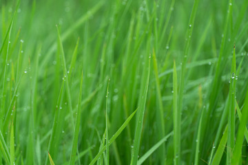 Obraz na płótnie Canvas green nature grass with dew summer background