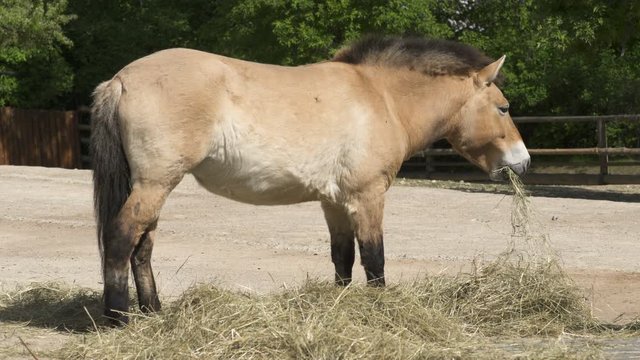 Wildlhorse, Przewalskis Horse feedeng (Equus ferus)